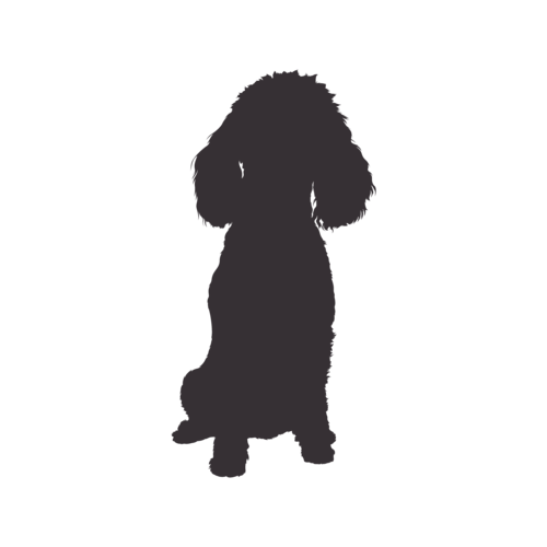 Silhouette di cane Barboncino Nano seduto