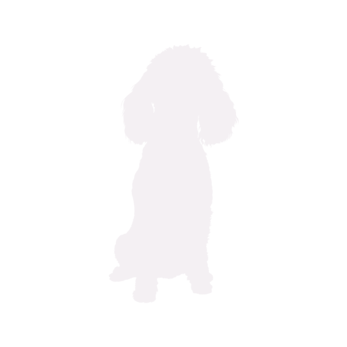 Silhouette di cane Barboncino Nano seduto