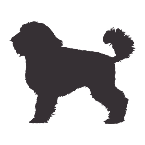 Silhouette di cane Barboncino Nano in piedi
