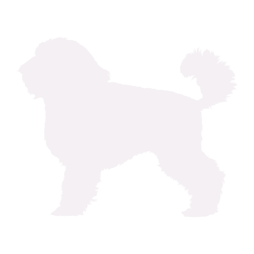 Silhouette di cane Barboncino Nano in piedi