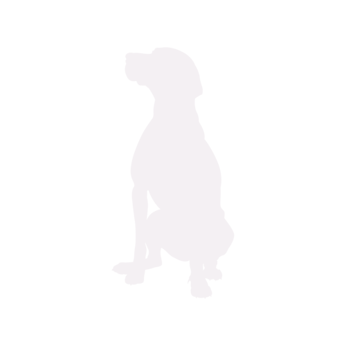 Silhouette di cane Vizsla Ungherese seduto