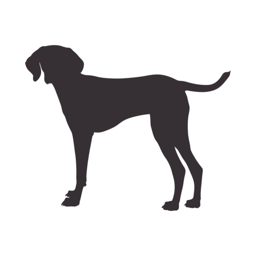 Silhouette di cane Vizsla Ungherese in piedi