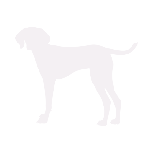Silhouette di cane Vizsla Ungherese in piedi
