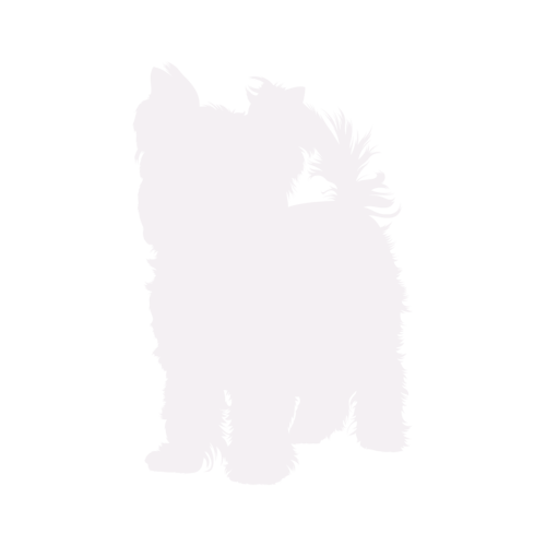 Silhouette di cane Yorkshire Terrier in piedi